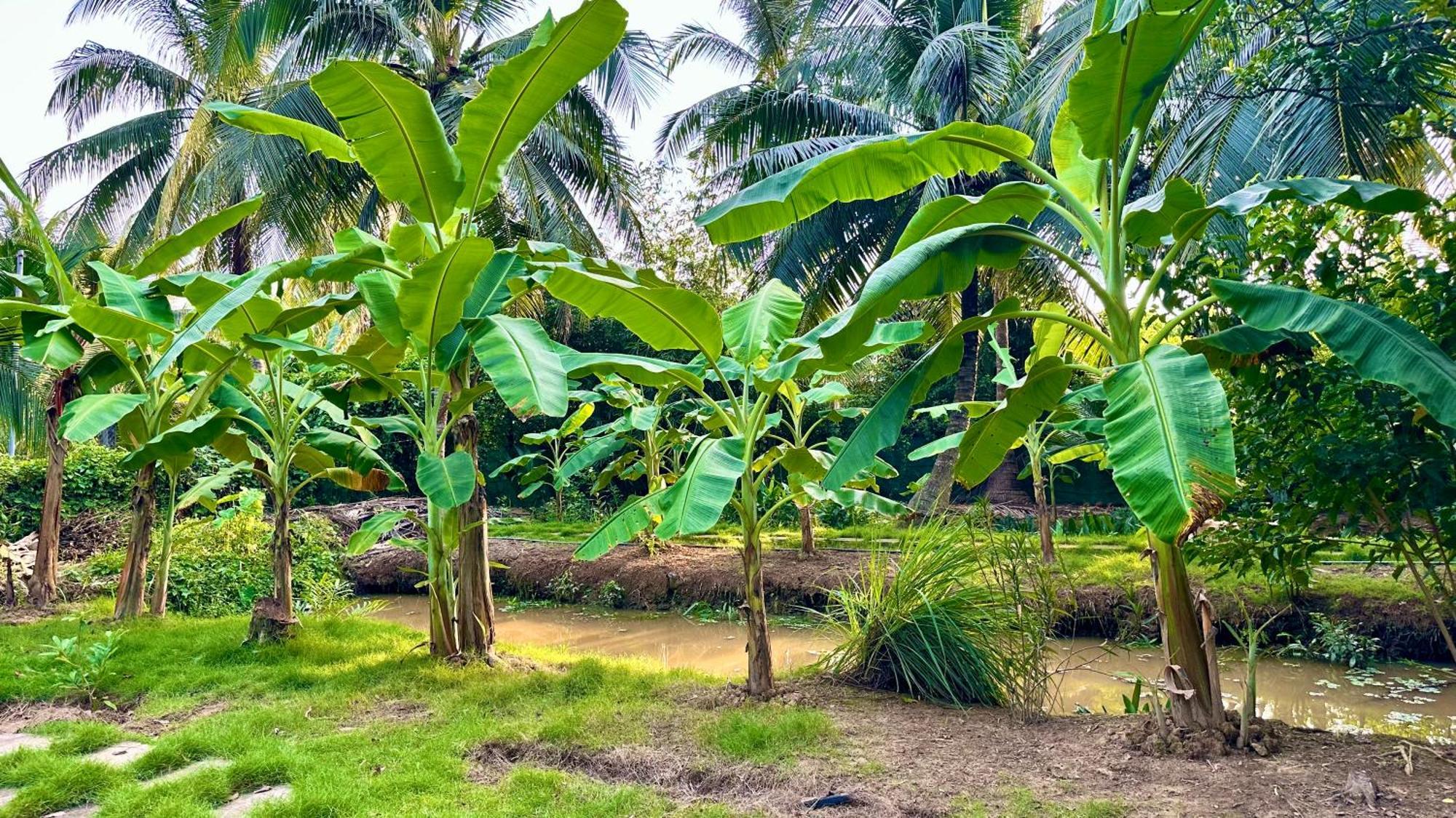 Hide Away Bungalows In Ben Tre City Esterno foto